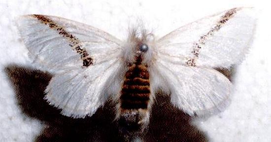 Mesodrepta harpotoma