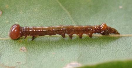 Allata indistincta
