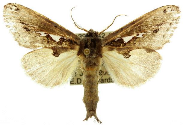 Allata indistincta