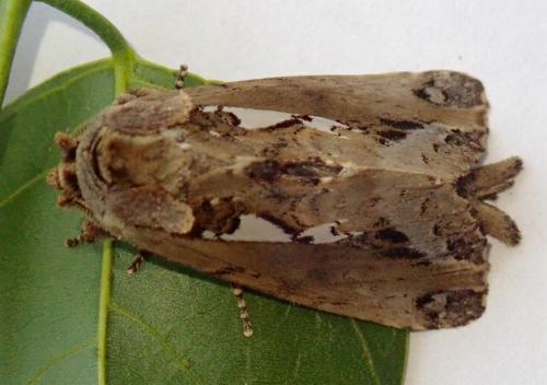 Allata indistincta