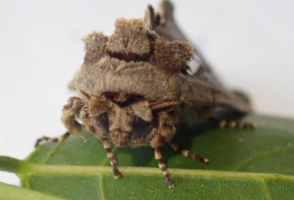 Allata indistincta