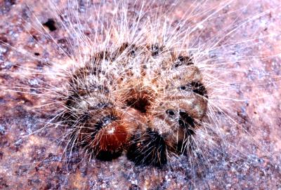 Ochrogaster lunifer