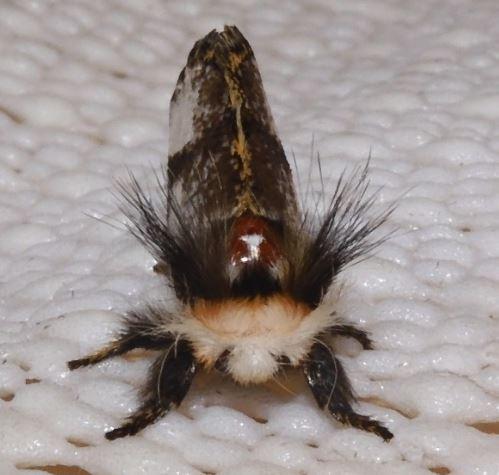Epicoma melanospila