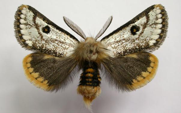 Epicoma melanosticta