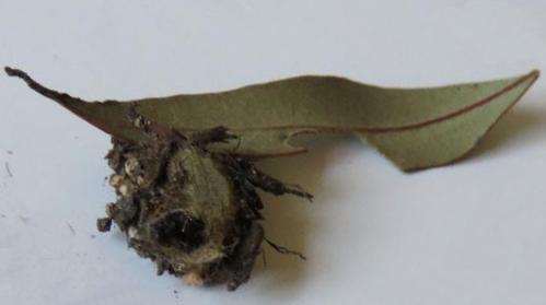 Trichiocercus mesomelas