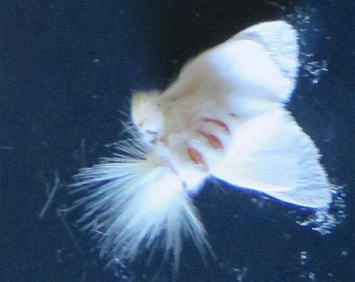 Trichiocercus mesomelas