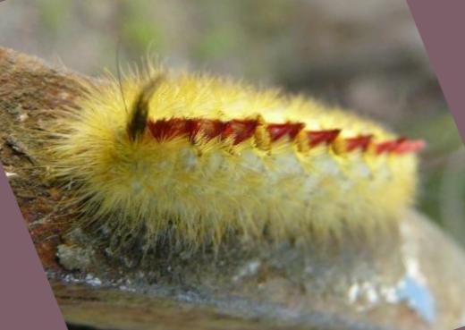 Trichiocercus mesomelas