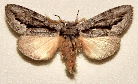 Pheraspis mesotypa