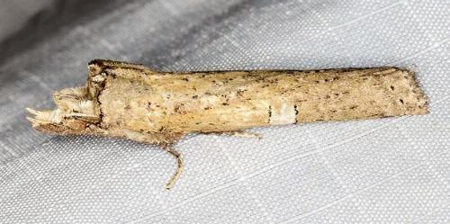 Ortholomia moluccana