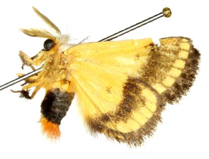 Epicoma phoenura