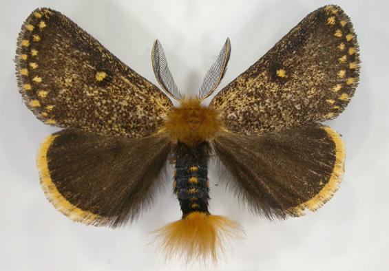 Epicoma pontificalis