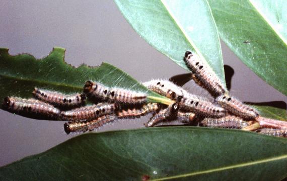 Epicoma protrahens