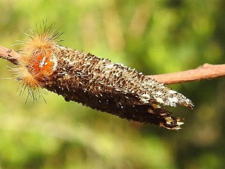 Epicoma protrahens