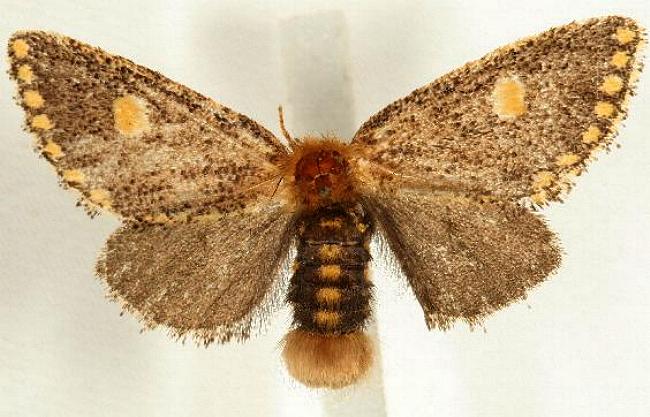 Epicoma protrahens