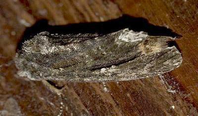 Neola semiaurata