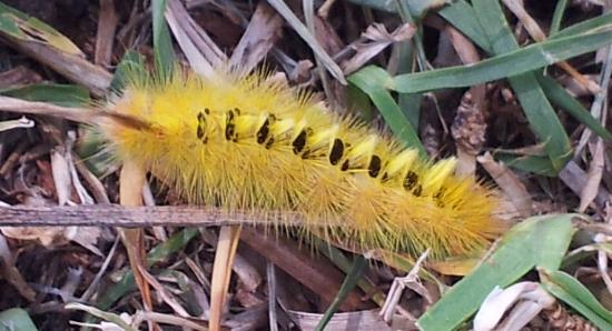Trichiocercus sparshalli