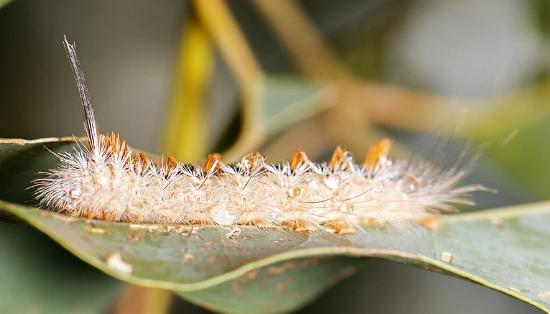 Trichiocercus sparshalli