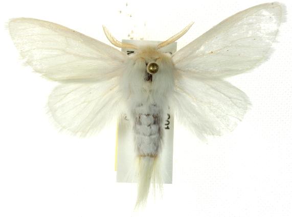 Trichiocercus sparshalli