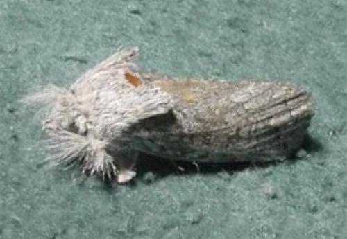 Scythrophanes stenoptera