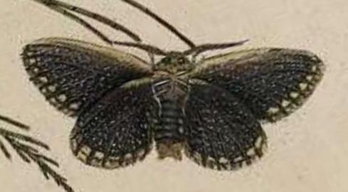 Epicoma tristis