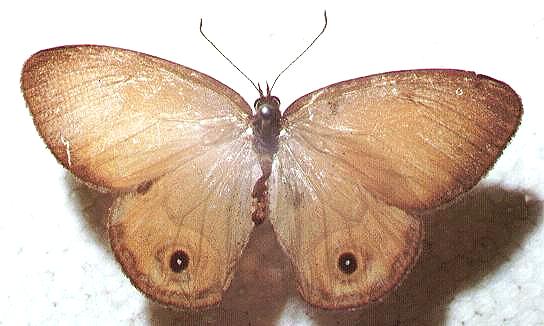Hypocysta adiante