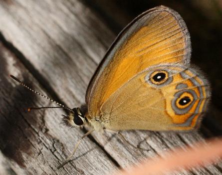 Hypocysta adiante