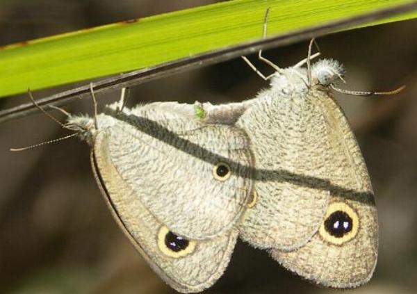 Ypthima arctous