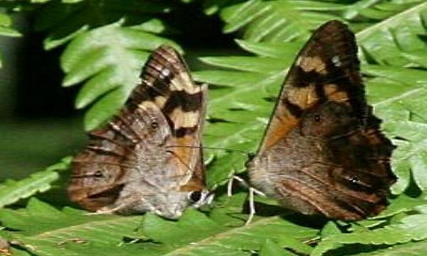 Heteronympha banksii