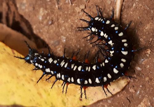 Doleschallia bisaltide