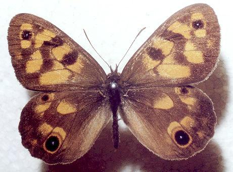 Heteronympha cordace
