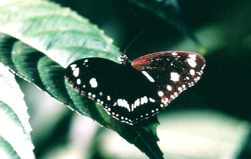 Euploea corinna
