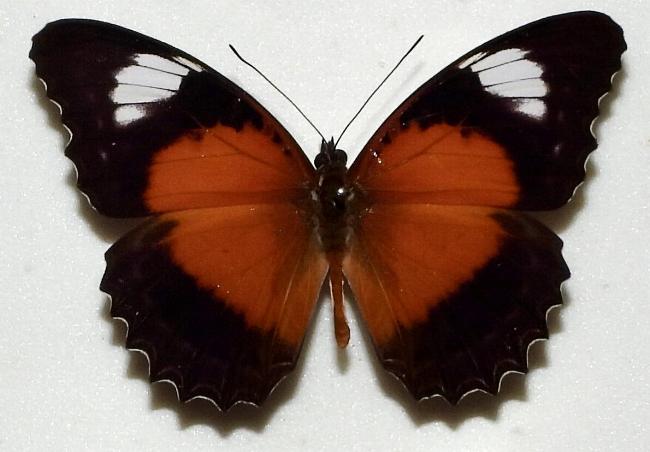 Cethosia cydippe