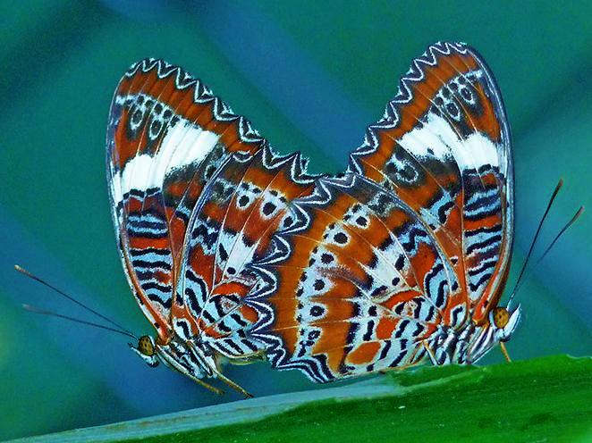 Cethosia cydippe