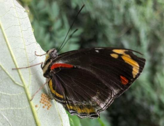 Symbrenthia geoffroyi