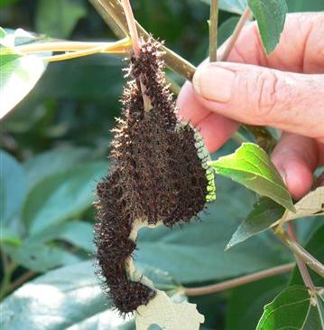 Symbrenthia geoffroyi