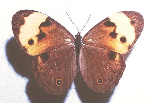 Tisiphone helena