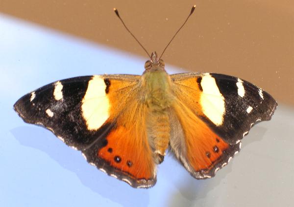 Vanessa itea
