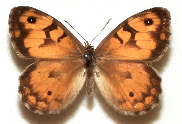 Geitoneura klugii