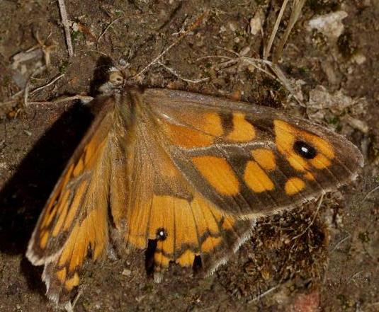 Geitoneura klugii
