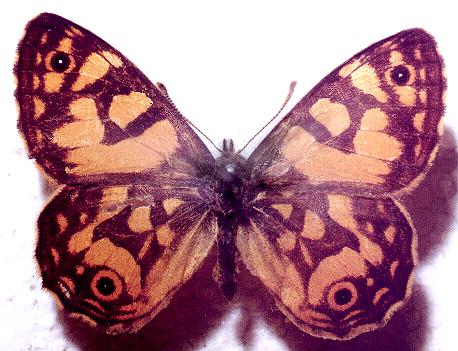 Oreixenica lathoniella