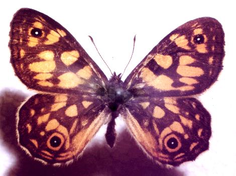 Oreixenica lathoniella