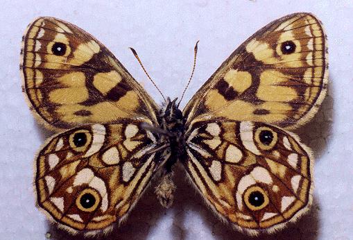 Oreixenica lathoniella