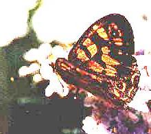 Oreixenica lathoniella