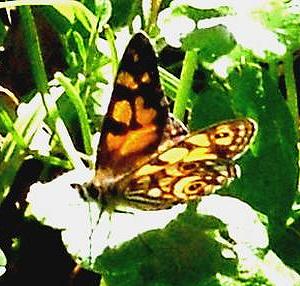 Oreixenica lathoniella