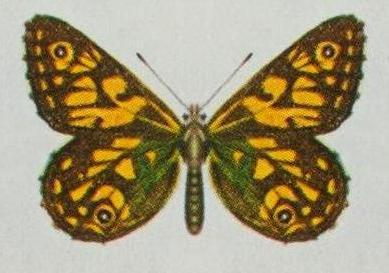 Oreixenica latialis