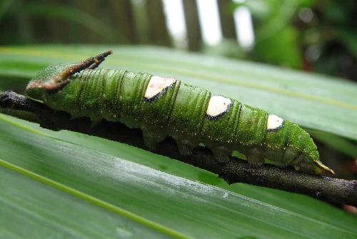 Charaxes latona