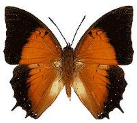 Charaxes latona