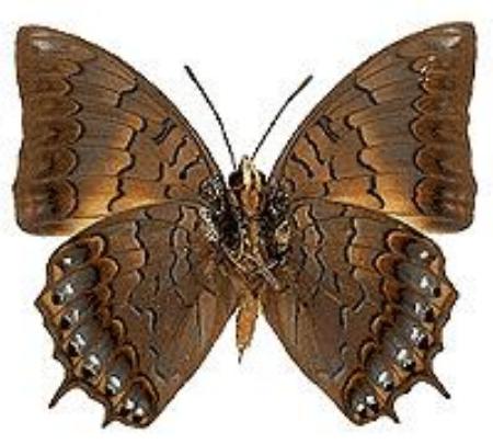 Charaxes latona