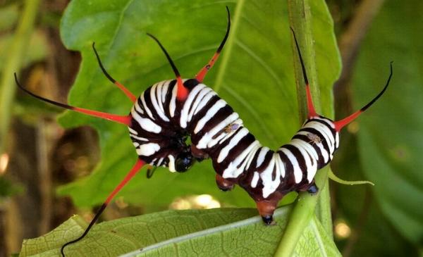 Euploea leucostictos
