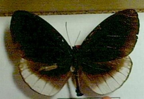 Euploea leucostictos